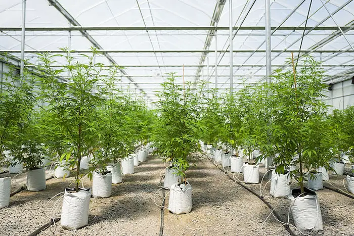 Rows of cannabis plants grow in the twenty thousand square foot greenhouse at Vireo Health's medical marijuana cultivation facility, August 19, 2016 in Johnstown, New York.